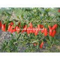 Top Grade Biggest Berry Goji/120pcs/"Ning Qi 5"